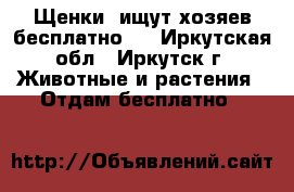Щенки  ищут хозяев бесплатно!  - Иркутская обл., Иркутск г. Животные и растения » Отдам бесплатно   